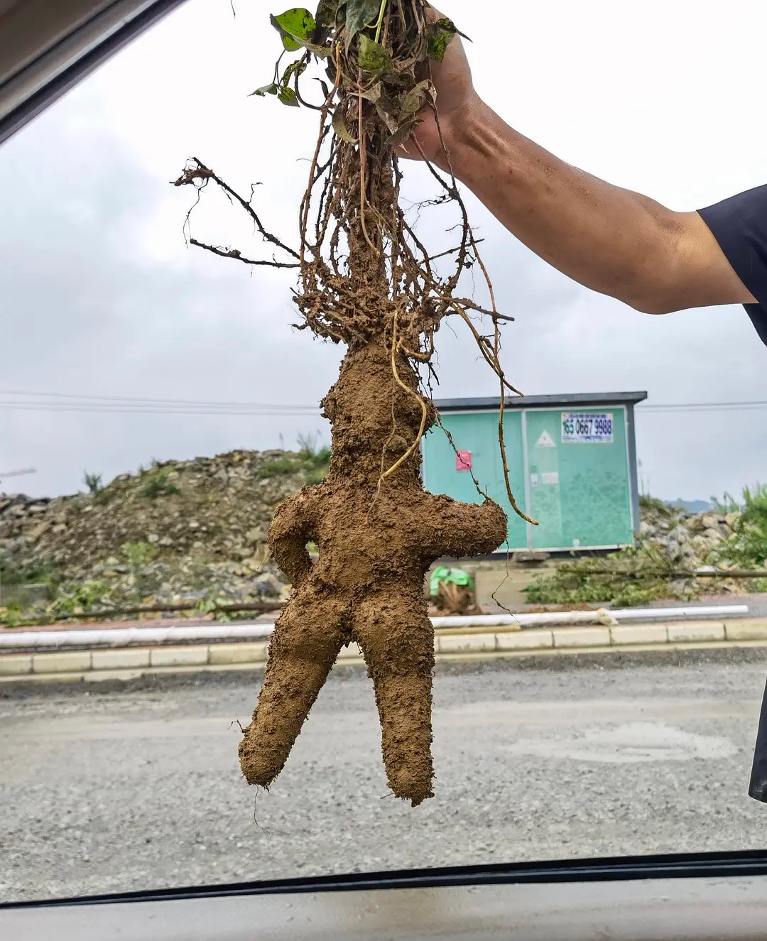 工地里挖出个成精的何首乌