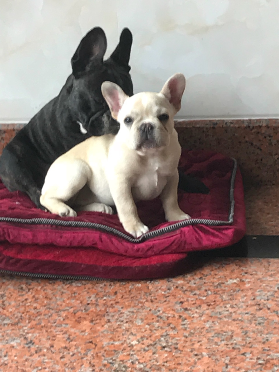 低价出售奶油法国斗牛犬