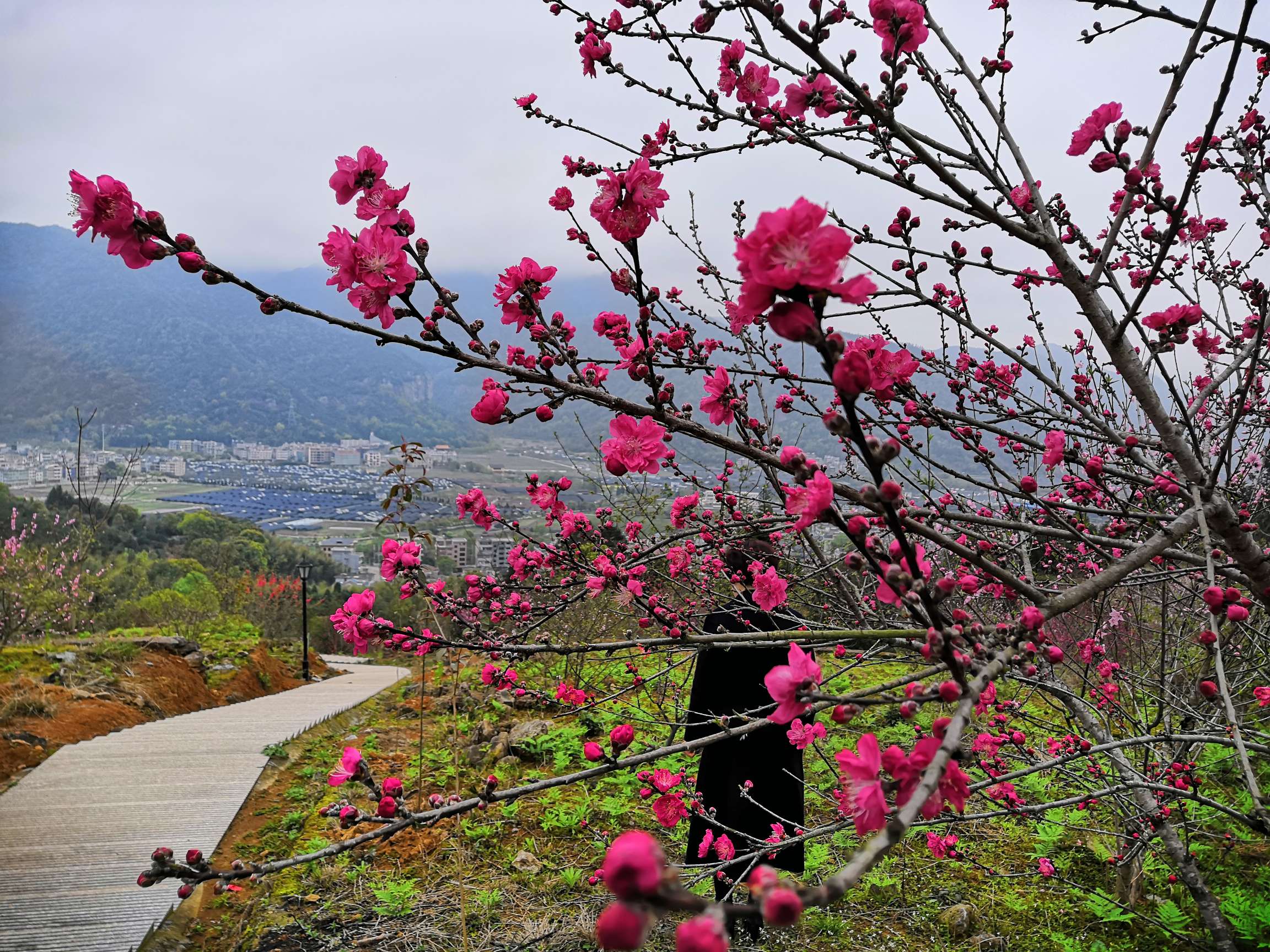 四都(陈坦)碧桃花开了,你约吗?