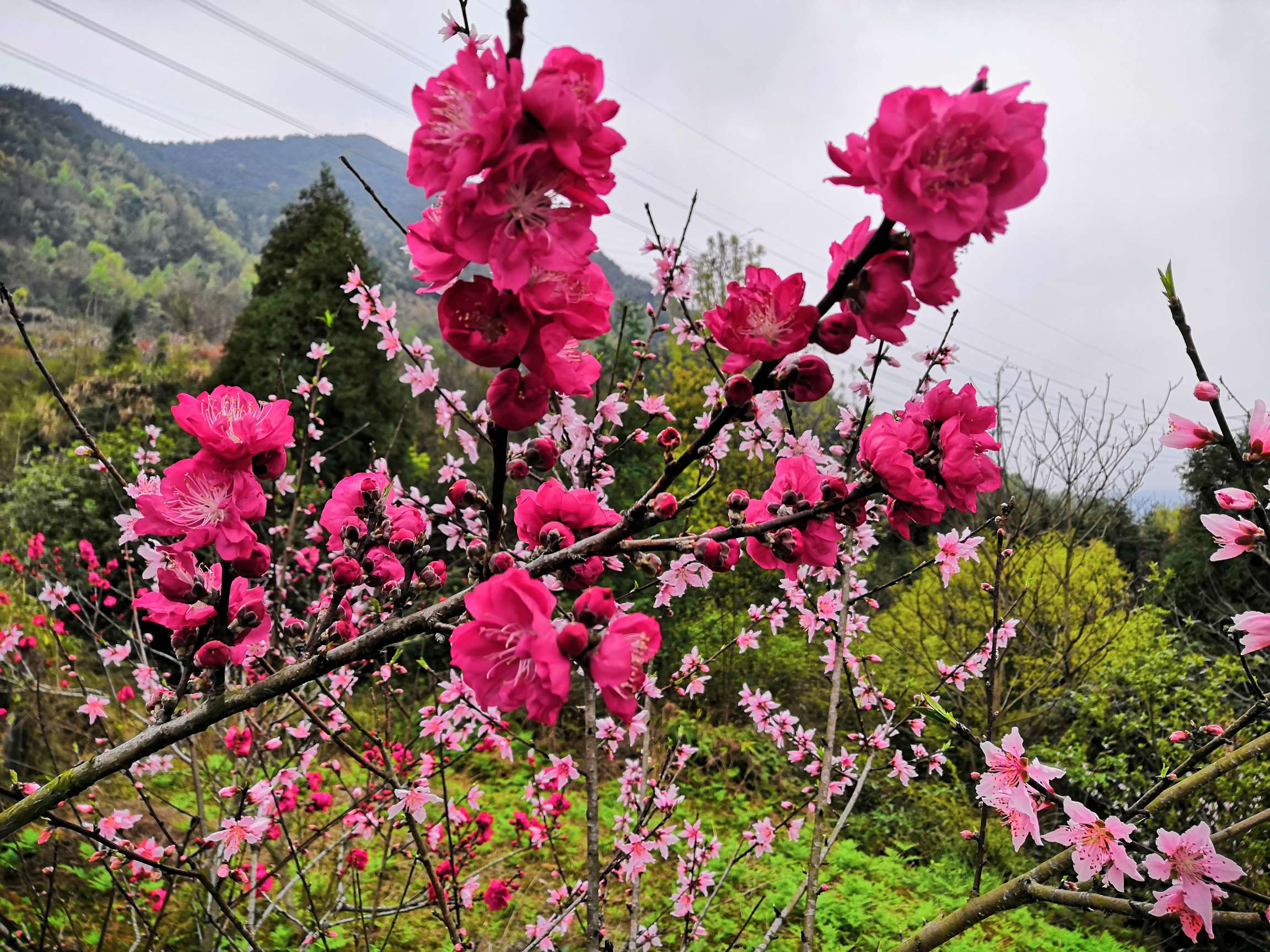 "可羡瑶池碧桃树,碧桃红颊一千年"———陈坦碧桃花园欢迎您!