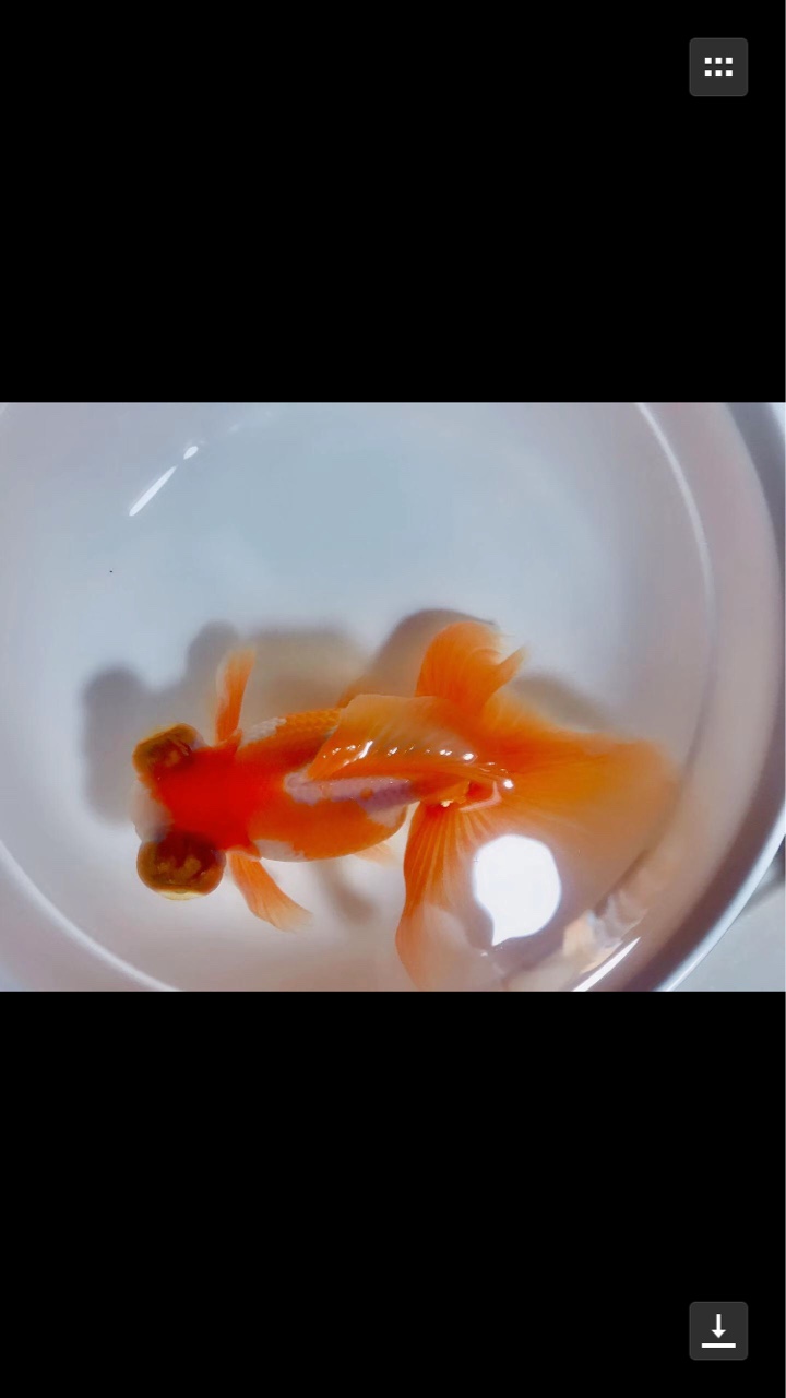 如皋碟尾金鱼便宜转让