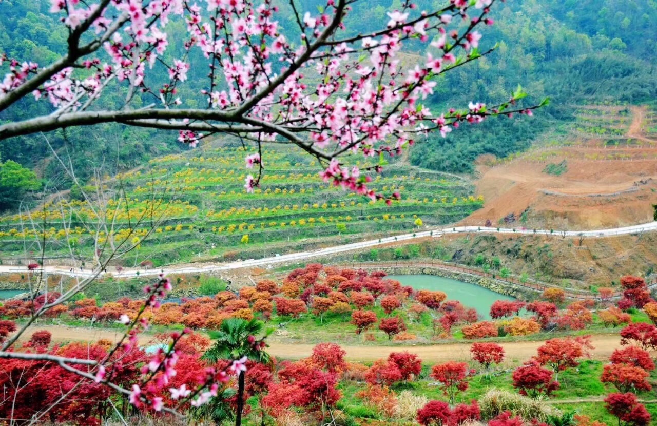 乐清市大荆镇桐阳村.