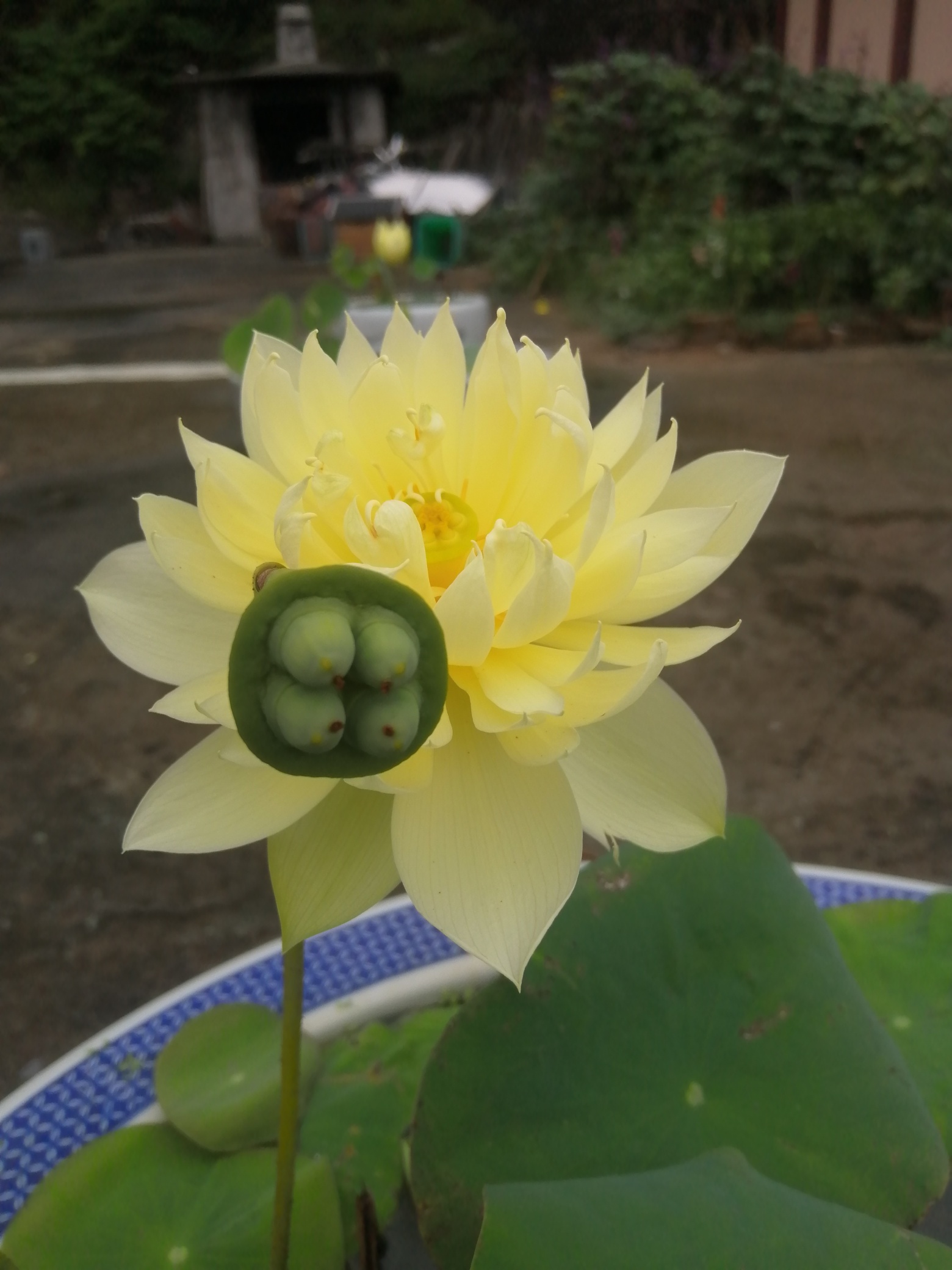 我是佛祖坐下的一枝莲