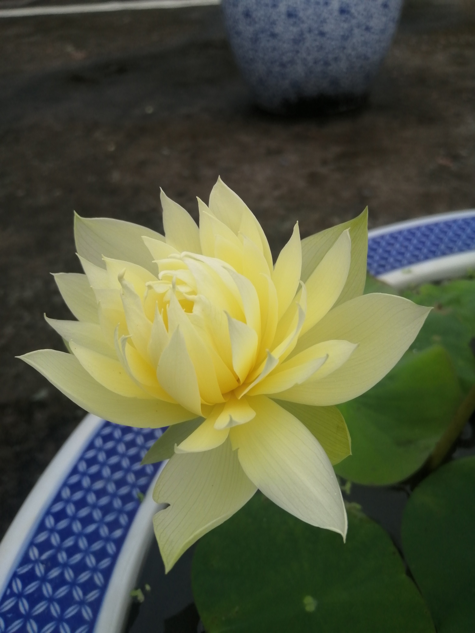 我是佛祖坐下的一枝莲