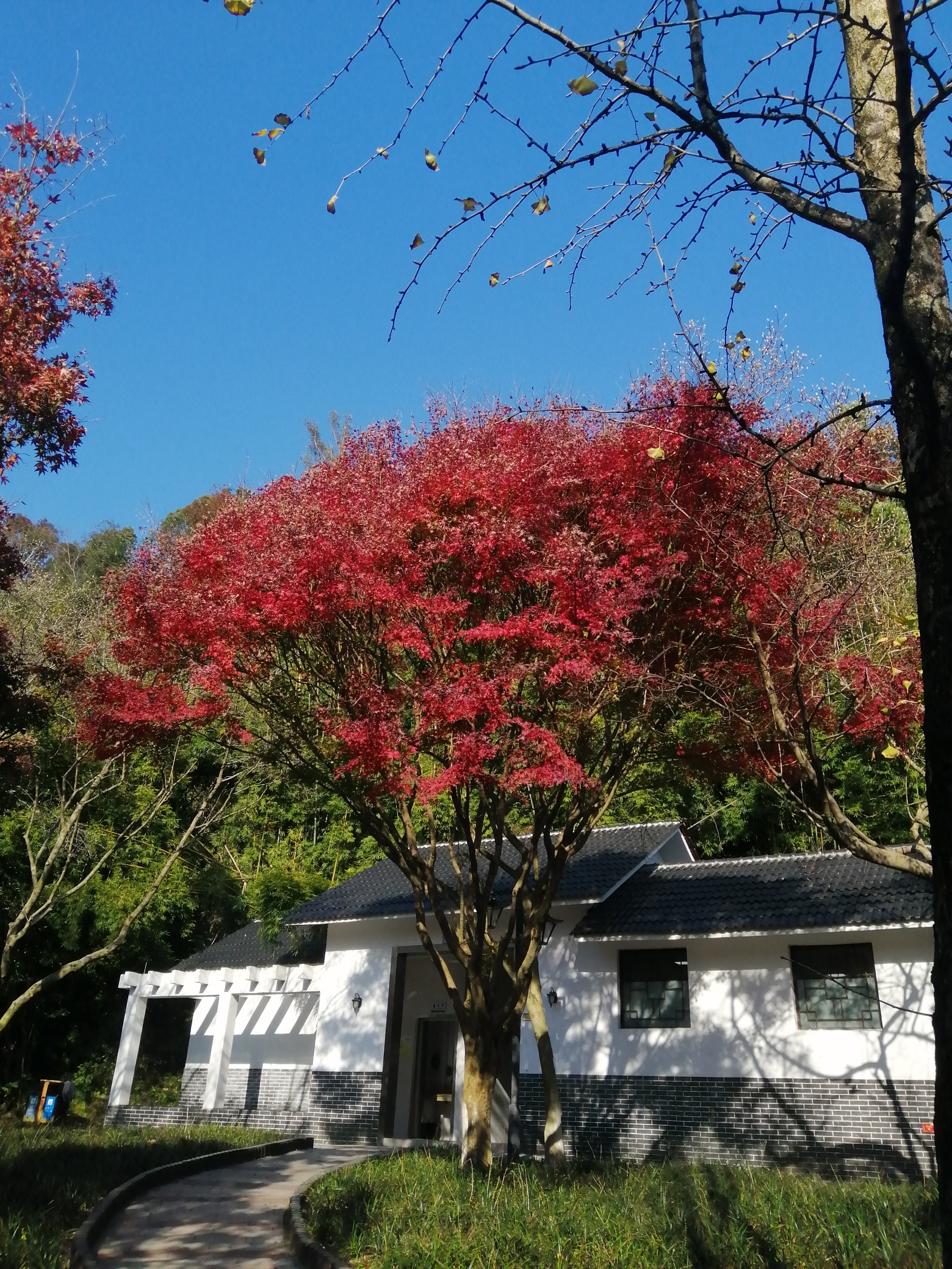 邂逅美麗(東塔公園) - 樂清生活 - 樂清上班族網 - powered by discuz